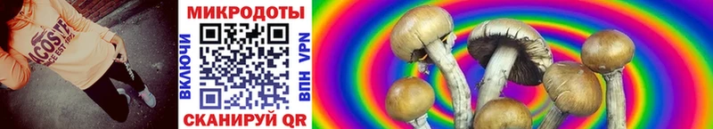 Купить  Никольское  Галлюциногенные грибы Psilocybe 